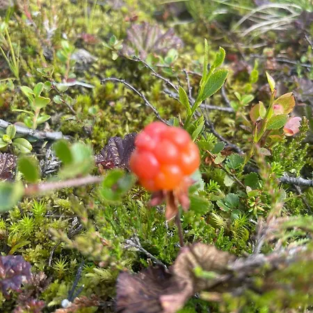 Mountain With Panoramic Views In Savalen Tynset